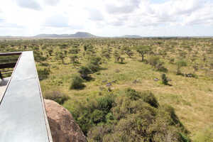 ロッジにはシマウマの姿も