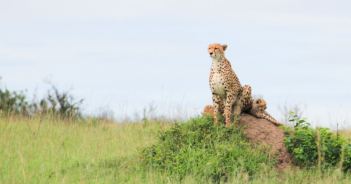 特別企画】緑の季節のタンザニア 8日間 | アフリカ旅行の道祖神