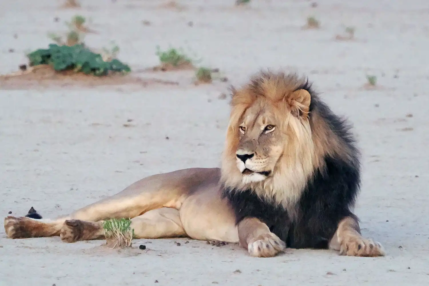 GWスペシャル カラハリ・トランスフロンティア公園でサファリ 10日間