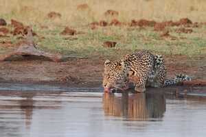 夕暮れ時、サブティの水場に現れたヒョウ