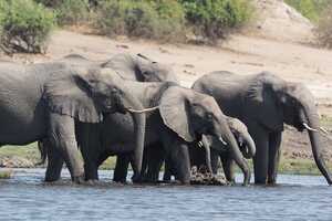 チョベ川で水の飲むゾウの群れ
