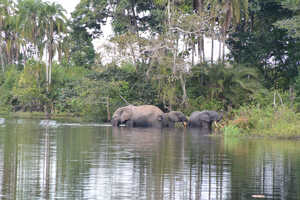 ボートサファリでマルミミゾウに遭遇