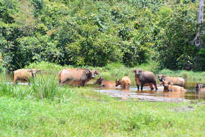 バイに集まるアカスイギュウ