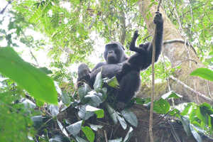 メインアクティビティのニシローランド・ゴリラトレッキング
