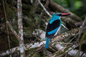 多くの野鳥も見られます