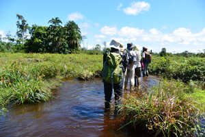バイ（湿地帯）でのウォーキングサファリ