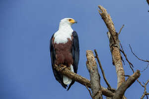 湖畔に多く見られるサンショクウミワシ Afirican Fish-eagle