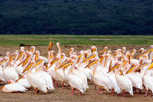 ナクル湖のモモイロペリカン White pelican