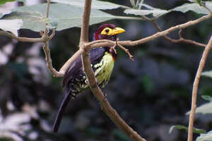 配色が複雑で味わい深いキバシオナガゴシキドリ Yellow-billed Barbet
