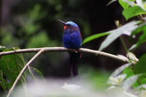 ナクル湖の森のムラサキハチクイ Blue-headed Bee-eater