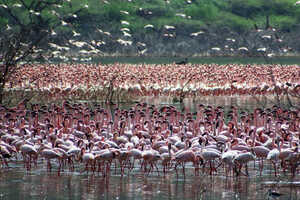 ボゴリア湖のコフラミンゴ Lesser Flamingo