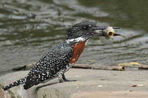 ナイバシャ湖のオオヤマセミ Giant Kingfisher