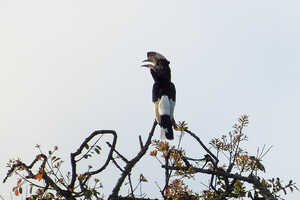 クチバシの上にあるカスク（突起）が特徴的なハシダカサイチョウ Casque Hornbill