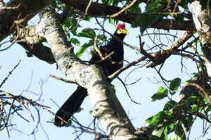 カカメガで見られるムラサキエボシドリ Violet Turaco