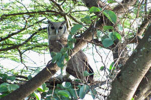 バリンゴ湖のアフリカクロワシミミズク Verreauxs eagle owl