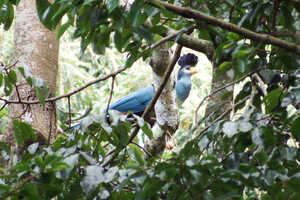 憧れの鳥、カンムリエボシドリ！ケニアではカカメガの森だけです。 Great Blue Turaco