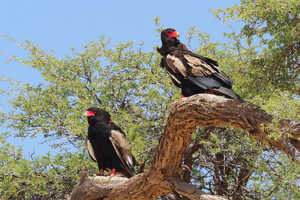 強い日差しの中で映える体色のダルマワシ