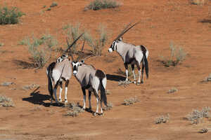 乾燥した環境に適応したオリックス