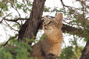 他の公園に比べて遭遇率の高いリビアヤマネコ