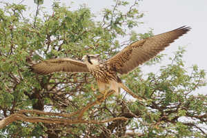 頻繁に見かけるラナーハヤブサ