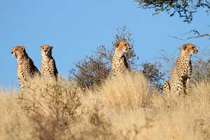 ボツワナ・キャンプ カラハリ・トランスフロンティア 12日間の画像
