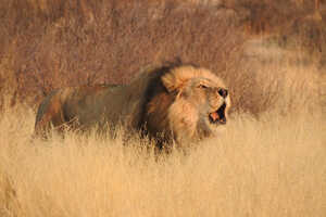 朝を迎え、夜のパトロールを終えるカラハリのオスライオン