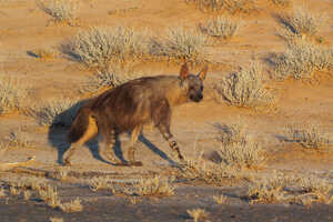 この公園ならではの野生動物の一つカッショクハイエナ