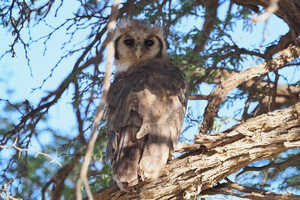 目の上のピンクの色が特徴的なクロワシミミズク