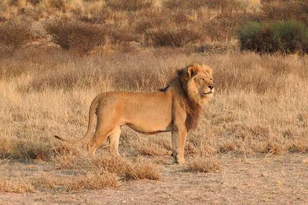 ボツワナ・キャンプ カラハリ・トランスフロンティア 10日間の画像