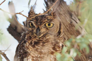 ピンと立った羽角が特徴的なアフリカワシミミズク