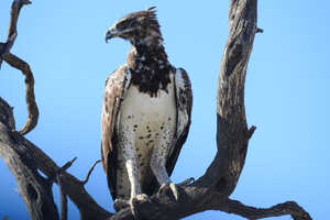 アフリカに生息する猛禽で最大級のゴマバラワシ