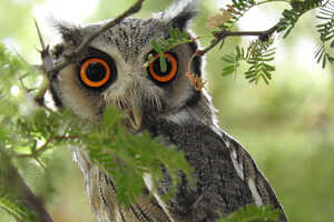 嘴の周りにまるで髭のような羽をもつアフリカオオコノハズク