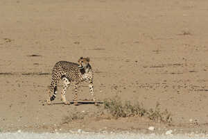 開けた環境がチーターの狩りのスタイルに適している