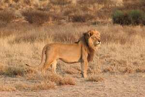 ボツワナ・キャンプ カラハリ・トランスフロンティア 10日間