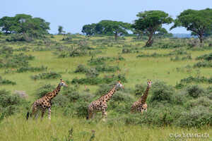 マーチソンフォールズ国立公園はウガンダ最大の国立公園。緑豊かな景観が見られます