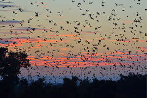 夕方と早朝に見られるストローオオコウモリの大群の飛翔