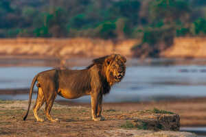 狩場となるルアングア川の川岸で見かけることが多いライオン