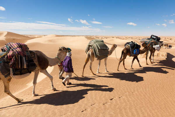 チュニジア ラクダと歩く砂漠旅　石川 仁と行く遥かなるサハラ砂漠 10日間の画像