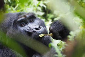 【ゴリラ・トレッキング2回の特別版】ウガンダ ゴリラ・トレッキング 9日間の画像