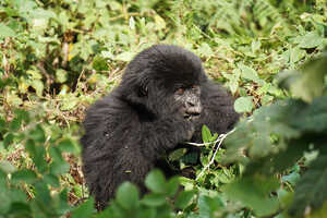 一生懸命草を食む子ゴリラ