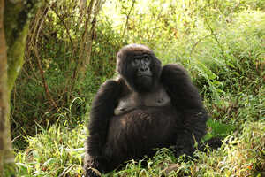 シルバーバック。ムガヒンガは視界が開けており写真もバッチリ