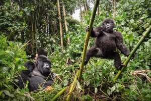 ムガヒンガ国立公園には2グループの人慣れしたゴリラが生息しています