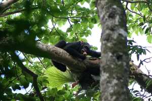 キバレ国立公園ではチンパンジー・トレッキングへ