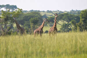 水と森と野生動物の楽園 ウガンダ大周遊 12日間