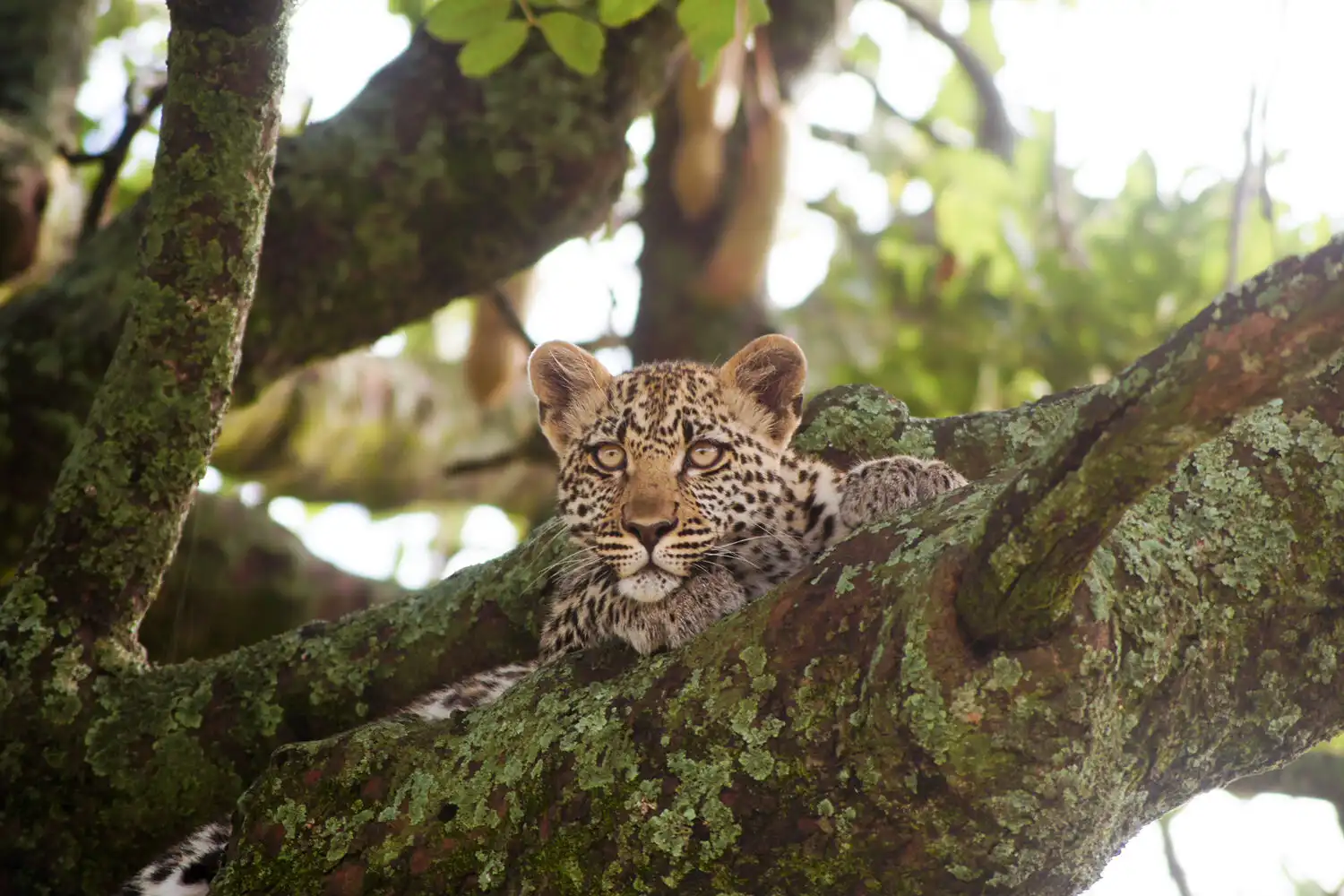 タンザニア・セレンゲティ・ダイジェスト 8日間 | アフリカ旅行の道祖神