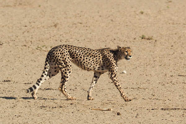 ボツワナ・キャンプ 南部カラハリ横断サファリ 15日間の画像