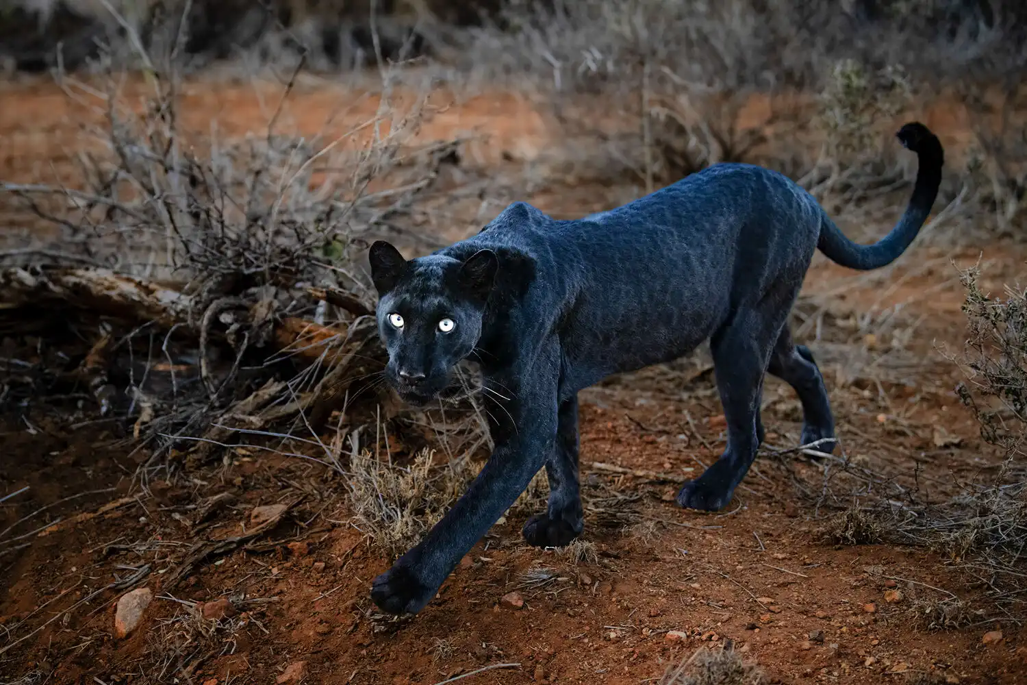 特別企画】北部ケニア・ブラックパンサー・サファリ 10日間 | アフリカ