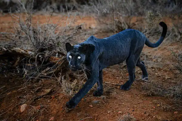 黒豹 fa6670b56fff8adcaca5cc6c96befe