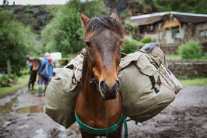 小柄ですが力強く素直で穏やかなバソト・ポニーが旅の相棒
