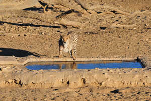早朝と夕方はライオンやヒョウ、チーターなどの大物が現れることも多い